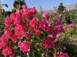 Pink Forest Rose