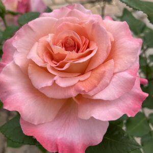 Peenraroos Augusta Luise