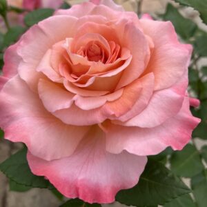 Peenraroos Augusta Luise