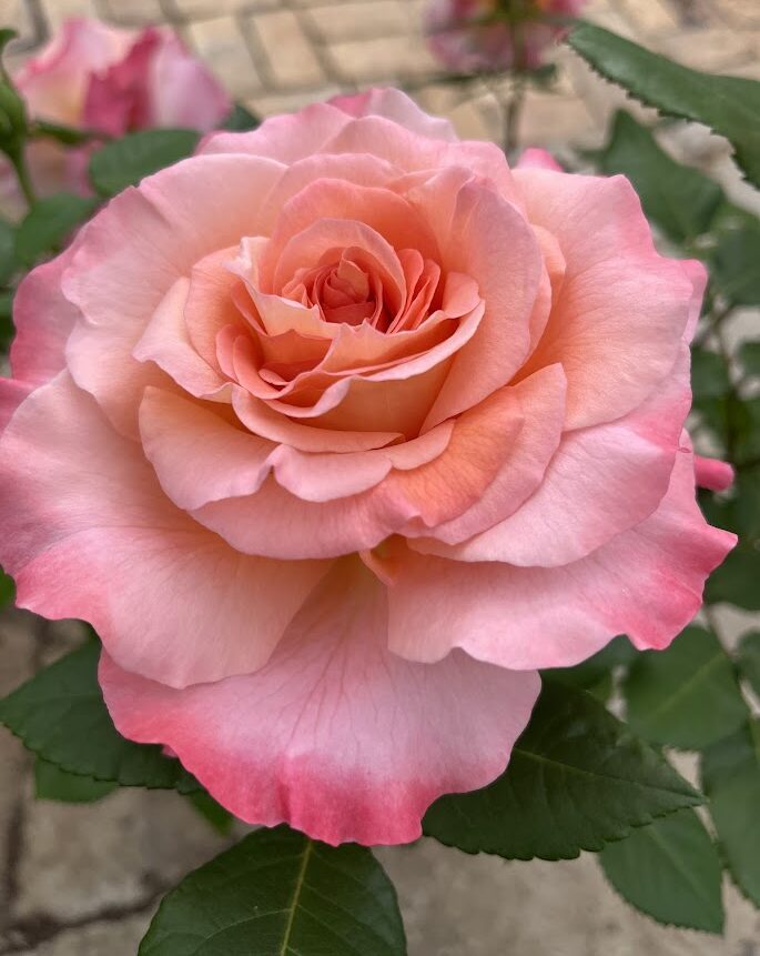 Peenraroos Augusta Luise