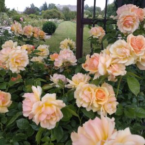 Peenraroos Hansestadt Rostock