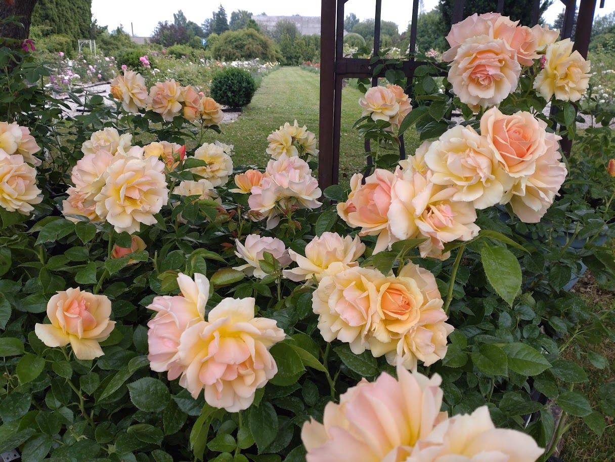 Peenraroos Hansestadt Rostock