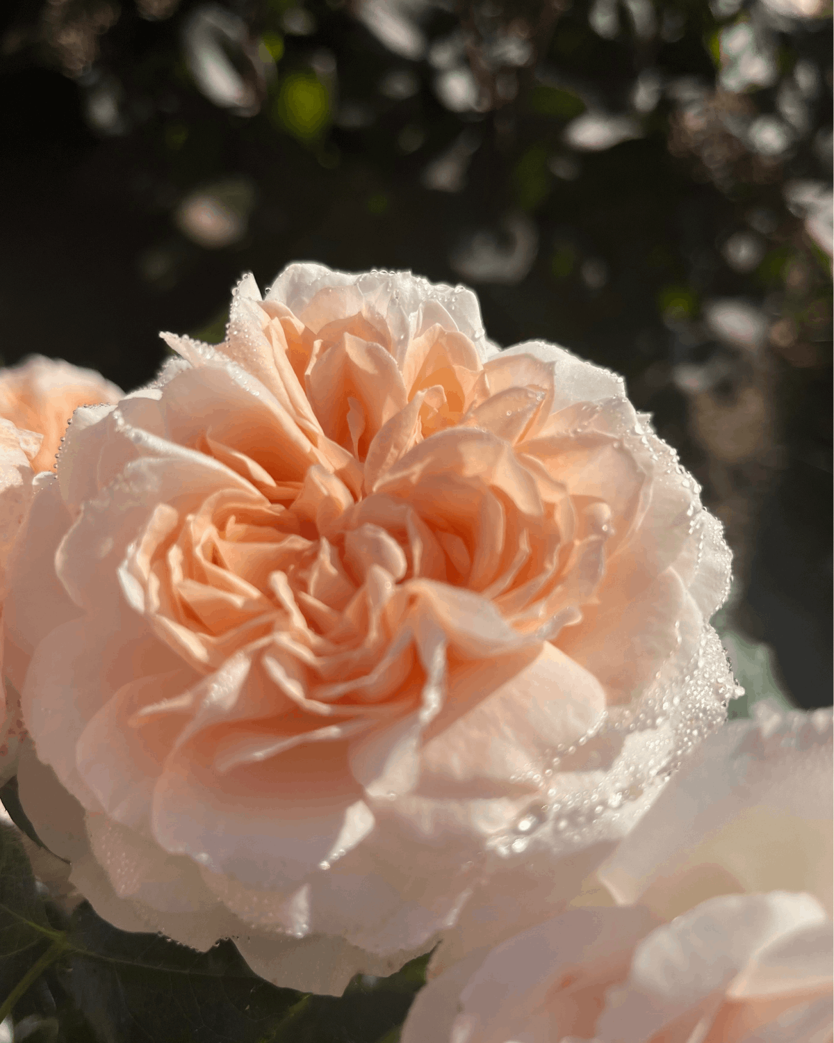 peenraroos Garden of roses