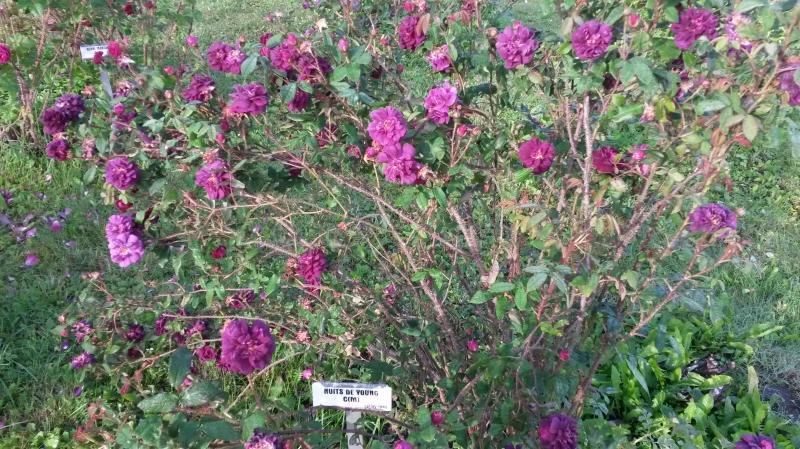 Pargiroos Nuits de Young, C(M) - Image 2