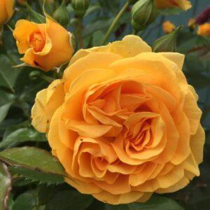 Peenraroos Absolutely Fabulous