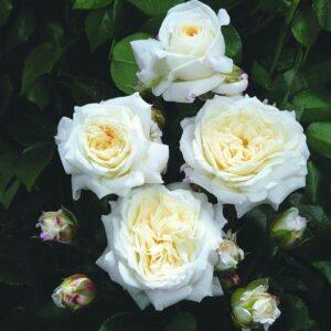 Peenraroos Alabaster