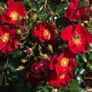 Pinnakatteroos Alcantara