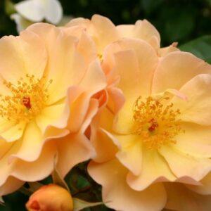 Pinnakatteroos Amber Sun