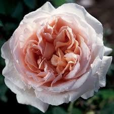 Peenraroos Andre Le Notre