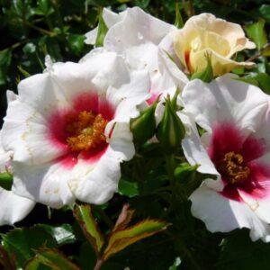 Peenraroos Aria Babylon Eyes