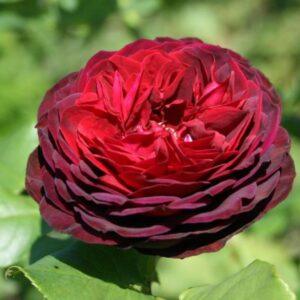 Põõsasroos Astrid Grafin von Hardenberg