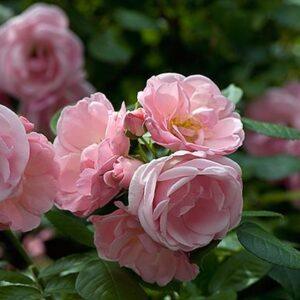 Põõsasroos Astrid Lindgren