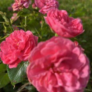 Pinnakatteroos Pink Swany