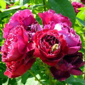 Põõsasroos Baron Girod de L'Ain