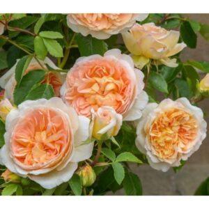 Põõsasroos Bathsheba