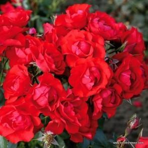 Peenraroos Black Forest Rose