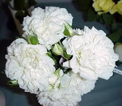 Pinnakatteroos Blanc Meillandecor