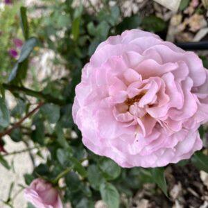 Peenraroos Blue Girl