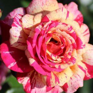 Peenraroos Broceliande