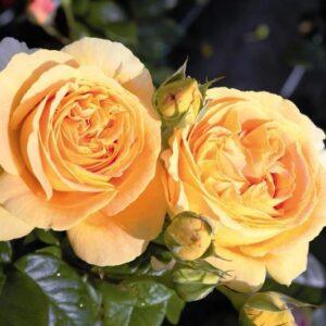 Peenraroos Candlelight