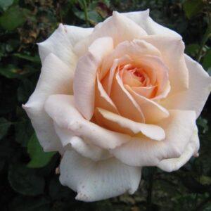 Peenraroos chandos beauty