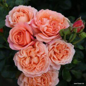 Peenraroos Coral Lions Rose