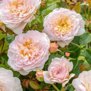 Põõsasroos Emili Bronte