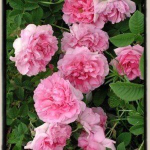 Põõsasroos Empress Josephine