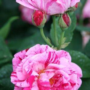 Pargiroos Ferdinand Pichard