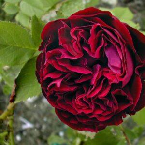 Pargiroos Fisher & Holmes