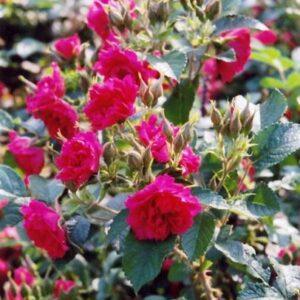 Pargiroos F.J. Grootendorst