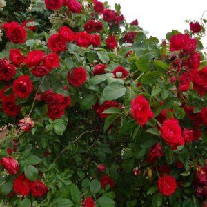 Roniroos Flammentanz