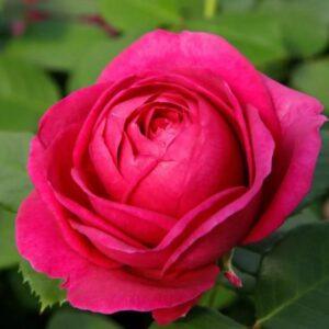 Peenraroos Für Elize