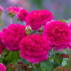 Põõsasroos Gabriel Oak