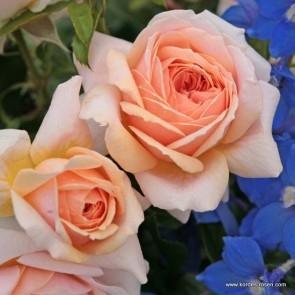 Peenraroos Garden of Roses