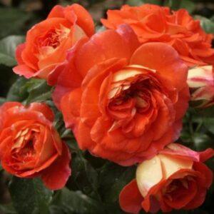 Peenraroos Gebrüder Grimm