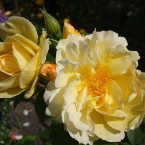 Pargiroos Gelbe Dagmar Hastrup