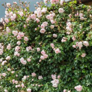 Põõsasroos The Generous Gardener