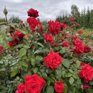 Peenraroos Grande Amore