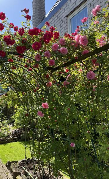 Pargiroos John Davis, S(K) - Image 3