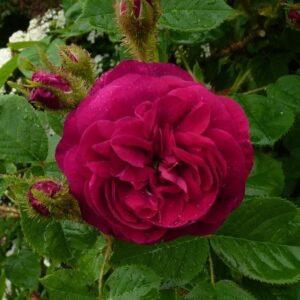 Pargiroos Henri Martin