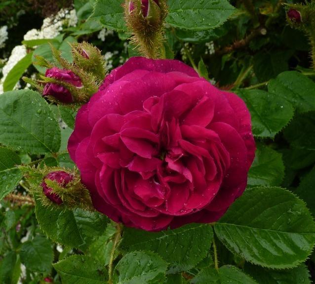 Pargiroos Henri Martin