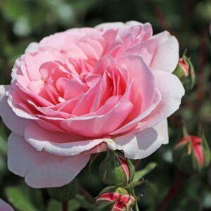 Peenraroos Home& Garden