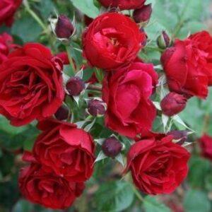 Pargiroos Hope for Humanity