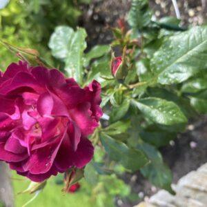 Põõsasroos Ile de Fleurs/ Max Reinhardt Rose