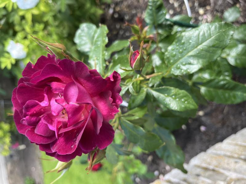Põõsasroos Ile de Fleurs/ Max Reinhardt Rose