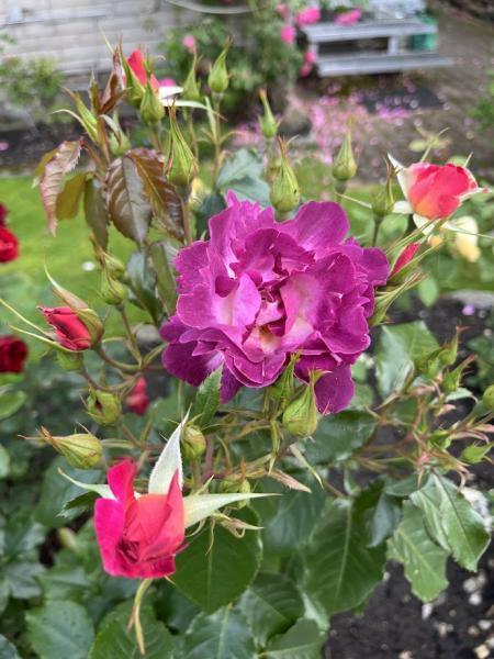 Põõsasroos Ile de Fleurs/ Max Reinhardt Rose,  ADR - Image 2