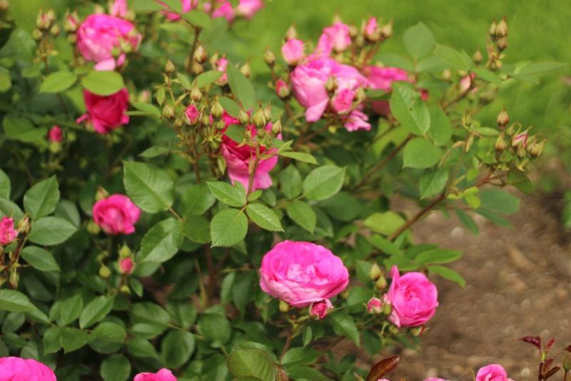 Pargiroos Morden Centennial, K - Image 2