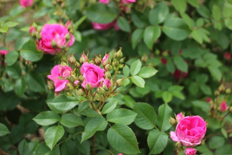 Pargiroos Morden Centennial, K - Image 3