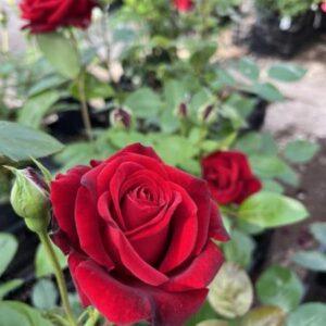 Peenraroos Ingrid Bergman